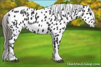 Horse Color:Black Tobiano Appaloosa