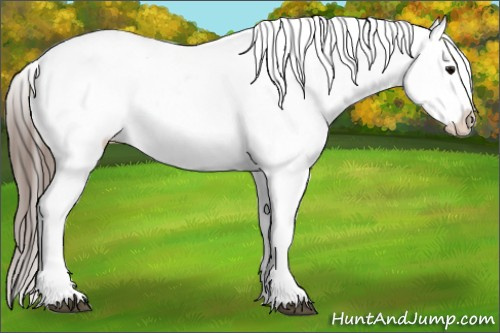 Horse Color: Black Tobiano Blanket 