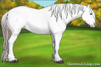 Horse Color:Black Tobiano Appaloosa 