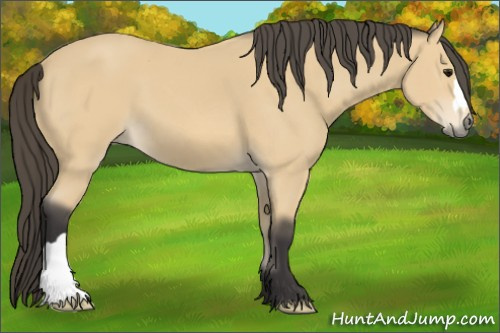 Horse Color: Unknown 