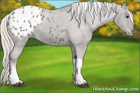 Horse Color:Silver Black Tobiano Blanket 