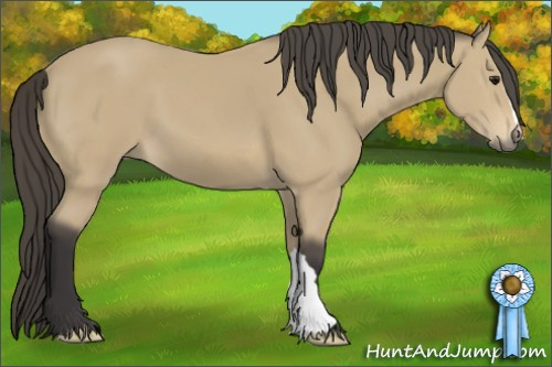 Horse Color: Buckskin 