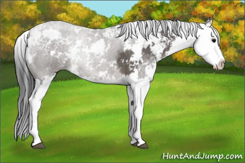 Horse Color: Black Sabino Splash 