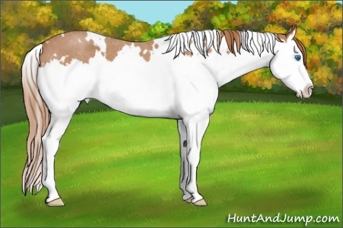 Horse Color: White Spotted Red Roan Splash 