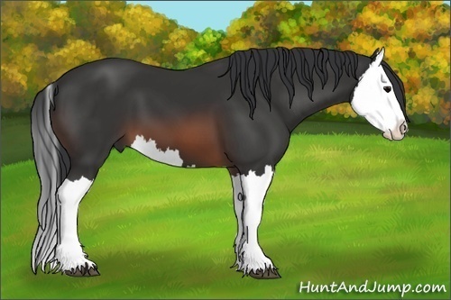 Horse Color: Brown Splash 