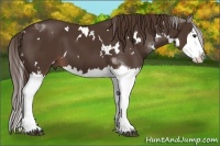 Horse Color:White Spotted Liver Chestnut Splash 