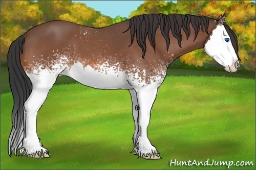 Horse Color: White Spotted Bay Roan Splash 