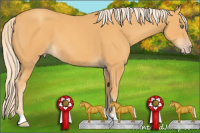 Horse Color:Gold Cream Champagne 