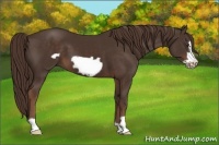 Horse Color:Liver Chestnut Frame 