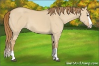 Horse Color:Red Dun Splash