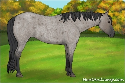Horse Color:Grullo Roan Rabicano 