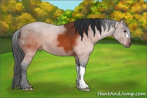 Horse Color: Brown 