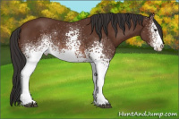 Horse Color:White Spotted Bay Sabino
