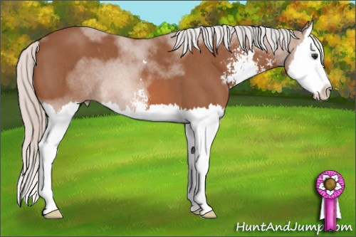 Horse Color: Silver Bay Roan Sabino Splash 