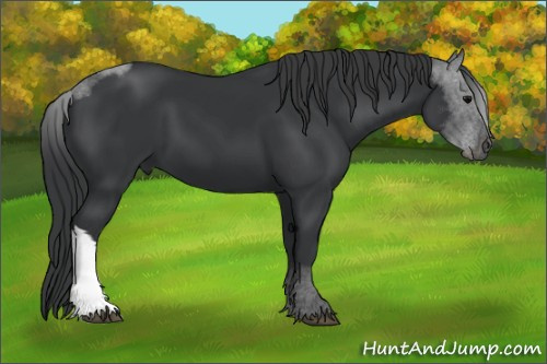 Horse Color: Black 