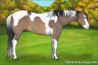 Horse Color:Brown Dun Sabino Splash Tobiano 
