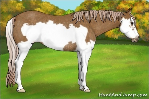 Horse Color: Chocolate Palomino Splash Frame Rabicano 