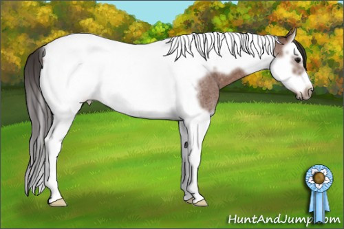 Horse Color: Bay Roan Splash Tobiano Frame 
