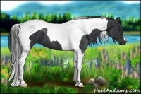 Horse Color:Black Tobiano 
