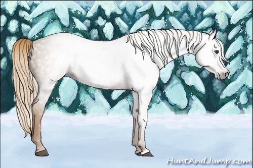 Horse Color:Gray Chestnut 