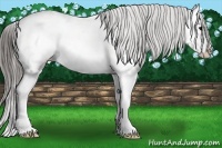 Horse Color:Black Splash Snowcap 