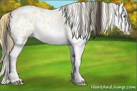 Horse Color:Buckskin Roan Dun Splash Leopard 