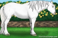 Horse Color:Silver Buckskin Roan Dun Appaloosa