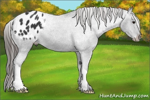 Horse Color: Black Blanket 