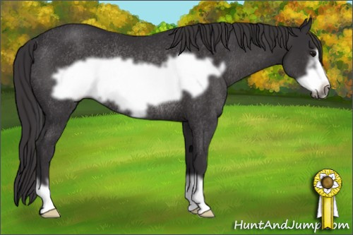Horse Color: Buckskin Frame Rabicano 