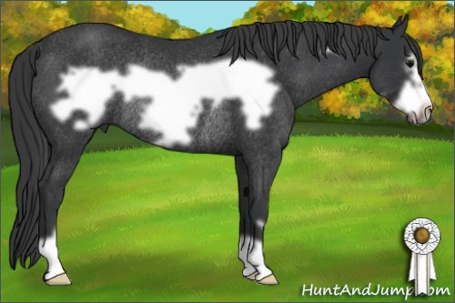 Horse Color: Brown Frame Rabicano 