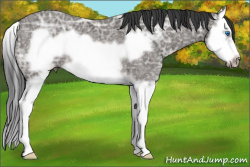 Horse Color: Brown Ice Splash Frame Rabicano 