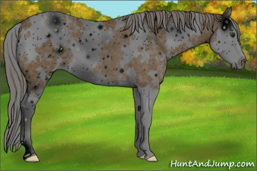 Horse Color: ERROR: UNKNOWN ANOMALY