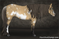 Horse Color:White Spotted Buckskin Frame Rabicano 