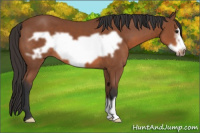 Horse Color:Bay Frame
