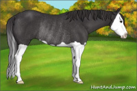 Horse Color:Buckskin Splash Rabicano 