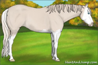 Horse Color:Perlino Splash 