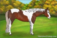 Horse Color:Silver Brown Sabino Splash Tobiano 