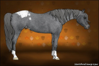 Horse Color:Brown Appaloosa 