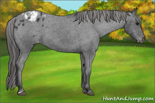 Horse Color: Brown Blanket 