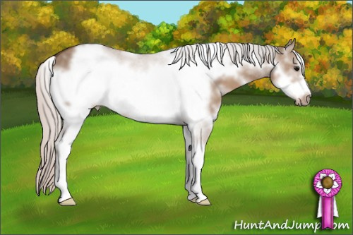 Horse Color: White Spotted Silver Grullo Sabino Frame 