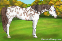 Horse Color:Bay Ice Splash Appaloosa Rabicano 