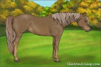 Horse Color:Chocolate Palomino 
