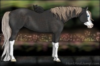 Horse Color:Liver Chestnut Splash 