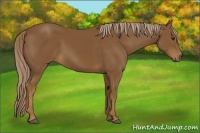 Horse Color:Chocolate Palomino 