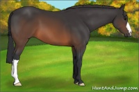 Horse Color:Brown 