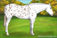 Horse Color:Chestnut Appaloosa 
