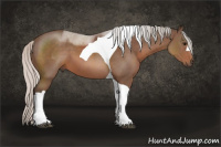 Horse Color:Silver Black Tobiano