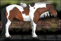 Horse Color:Bay Tobiano 