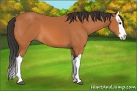 Horse Color:Bay Splash 