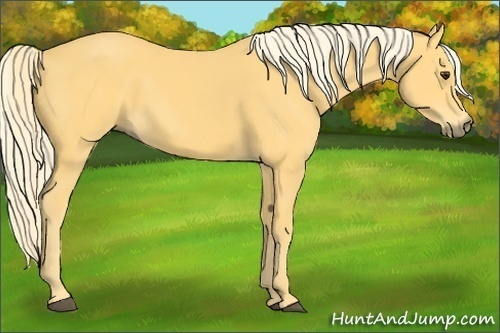 Horse Color:Palomino